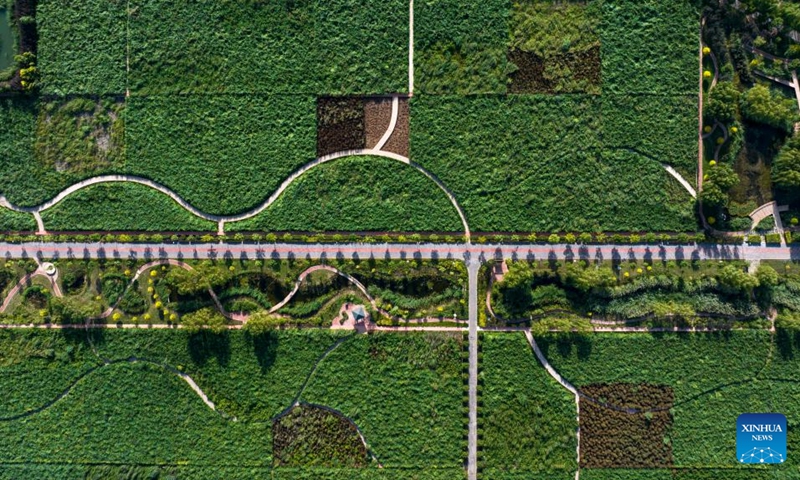 An aerial drone photo taken on Aug. 10, 2024 shows a view of Guchengwan artificial wetland in the Litong District of Wuzhong City, northwest China's Ningxia Hui Autonomous Region. Wuzhong has a piece of artificial wetland called Guchengwan that plays a vital role in the Yellow River's ecological environment. Part of a wastewater disposal system, the wetland follows the natural working way of waste and pollution disposal in natural wetlands. With an investment of 98 million yuan (about $13.7 million), the wetland supports a waste disposal facility that further purifies already-treated water, ensuring high-quality soil water in the region. Photo: Xinhua