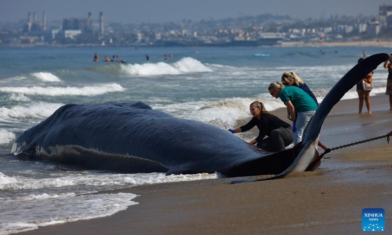 Wildlife specialists try to determine the cause of death of a fin whale washed ashore at Torrance Beach, Los Angeles County, California, the United States on Aug. 11, 2024. The 51-foot-long (about 15.5-meter-long) dead fin whale, washed ashore Saturday evening, died before rescuers could arrive. Photo: Xinhua