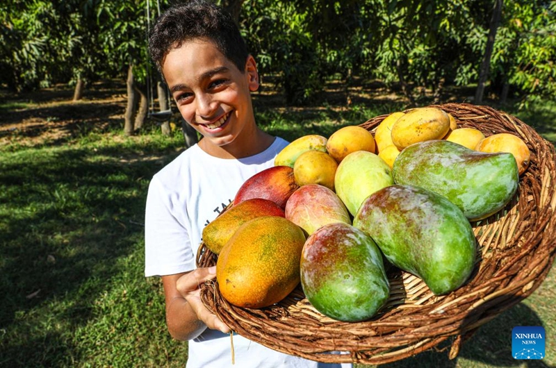 A boy presents newly harvested mangoes at a farm in Ismailia Governorate, Egypt, Aug. 11, 2024. Mangoes have entered harvest season in Egypt. Photo: Xinhua
