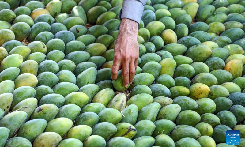 A farmer arranges newly harvested mangoes at a farm in Ismailia Governorate, Egypt, Aug. 11, 2024. Mangoes have entered harvest season in Egypt. Photo: Xinhua