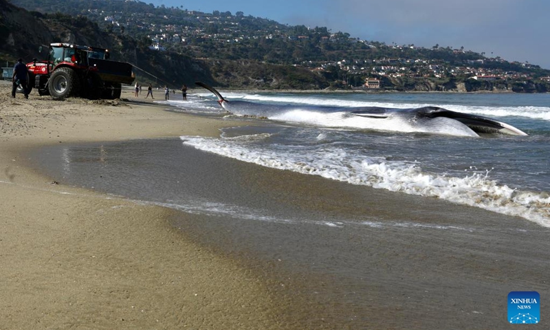 Tractors tow a dead fin whale away from the shoreline of Torrance Beach, Los Angeles County, California, the United States on Aug. 11, 2024. The 51-foot-long (about 15.5-meter-long) dead fin whale, washed ashore Saturday evening, died before rescuers could arrive. Photo: Xinhua