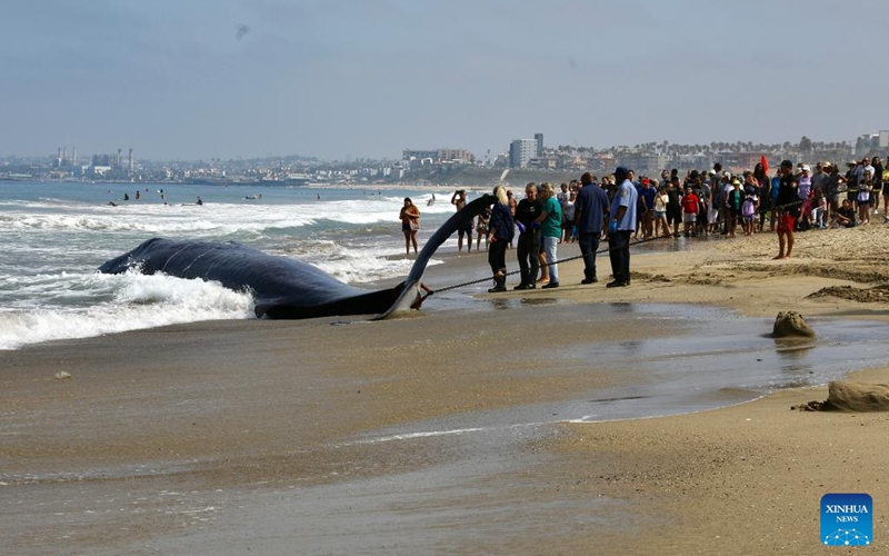 People gather to take a look at a massive fin whale washed ashore at Torrance Beach, Los Angeles County, California, the United States on Aug. 11, 2024. The 51-foot-long (about 15.5-meter-long) dead fin whale, washed ashore Saturday evening, died before rescuers could arrive. Photo: Xinhua