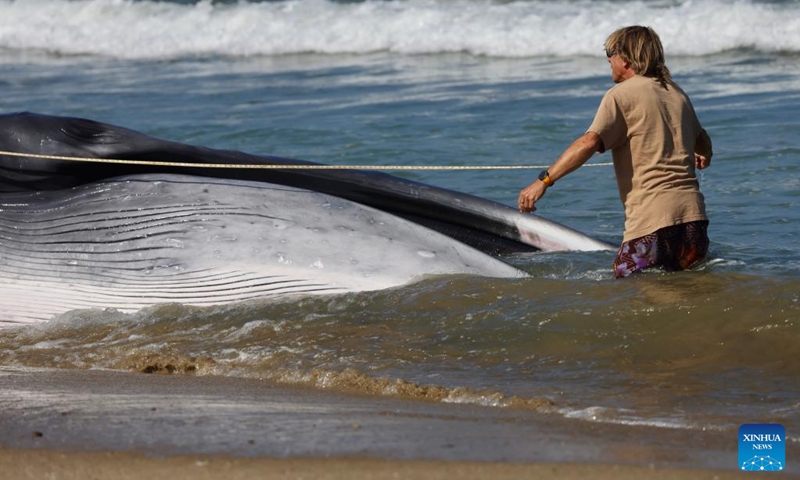 A wildlife specialist measures a dead fin whale washed ashore at Torrance Beach, Los Angeles County, California, the United States on Aug. 11, 2024. The 51-foot-long (about 15.5-meter-long) dead fin whale, washed ashore Saturday evening, died before rescuers could arrive. Photo: Xinhua