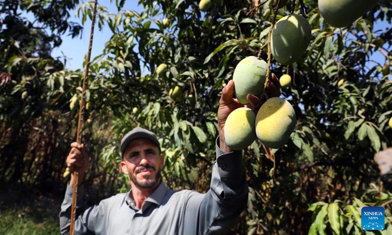 A farmer harvests mangoes at a farm in Ismailia Governorate, Egypt, Aug. 11, 2024. Mangoes have entered harvest season in Egypt. Photo: Xinhua