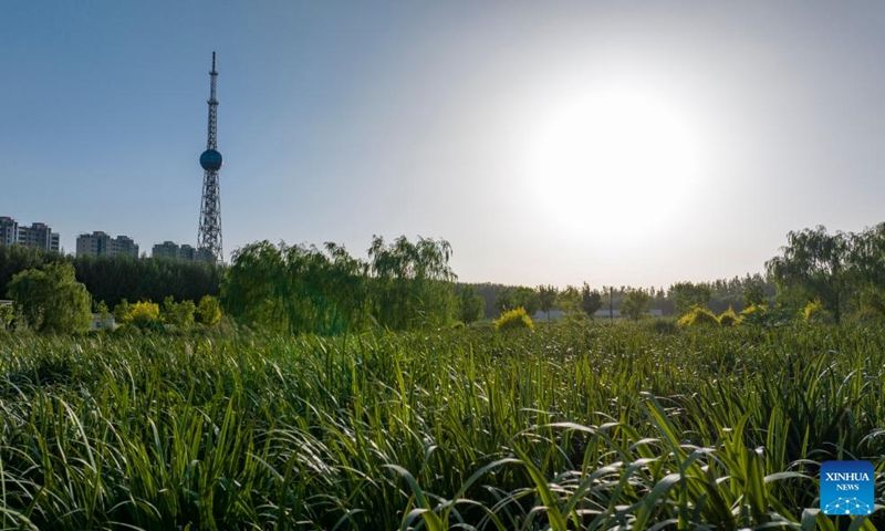 An aerial drone photo taken on Aug. 10, 2024 shows a view of Guchengwan artificial wetland in the Litong District of Wuzhong City, northwest China's Ningxia Hui Autonomous Region. Wuzhong has a piece of artificial wetland called Guchengwan that plays a vital role in the Yellow River's ecological environment. Part of a wastewater disposal system, the wetland follows the natural working way of waste and pollution disposal in natural wetlands. With an investment of 98 million yuan (about $13.7 million), the wetland supports a waste disposal facility that further purifies already-treated water, ensuring high-quality soil water in the region. Photo: Xinhua