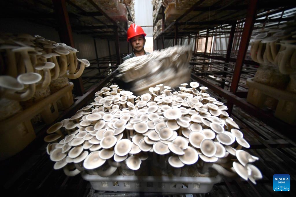 A staff member moves edible fungi at a company in Xiamao Township of Sanming City, southeast China's Fujian Province, May 9, 2024. Sanming City has been exploring a new path of development that embraces green transformation to boost rural tourism including forest-based health services and other economic activities. Currently, forests cover 77.12 percent of the total area in the city. （Photo: Xinhua)