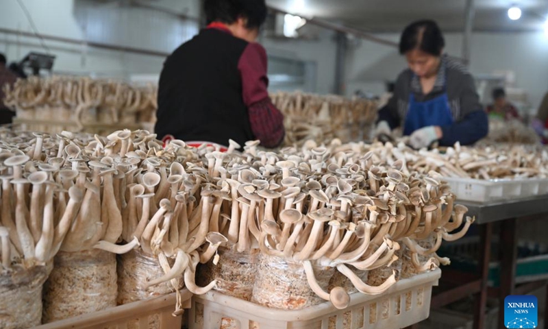 Staff members process edible fungi at a company in Xiamao Township of Sanming City, southeast China's Fujian Province, May 9, 2024. Sanming City has been exploring a new path of development that embraces green transformation to boost rural tourism including forest-based health services and other economic activities. Currently, forests cover 77.12 percent of the total area in the city. （Photo: Xinhua)