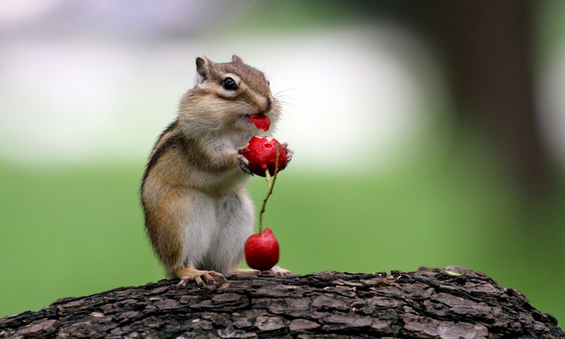 A chipmunk busily foraging for food in Shenyang, Northeast China's Liaoning Province, on August 14, 2024 Photo: VCG