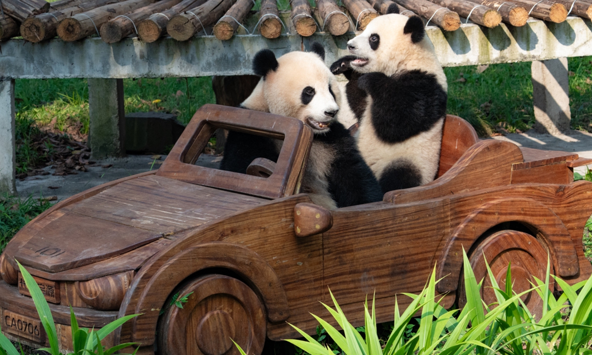 Giant pandas Mang Cancan and Mang Zai take a 