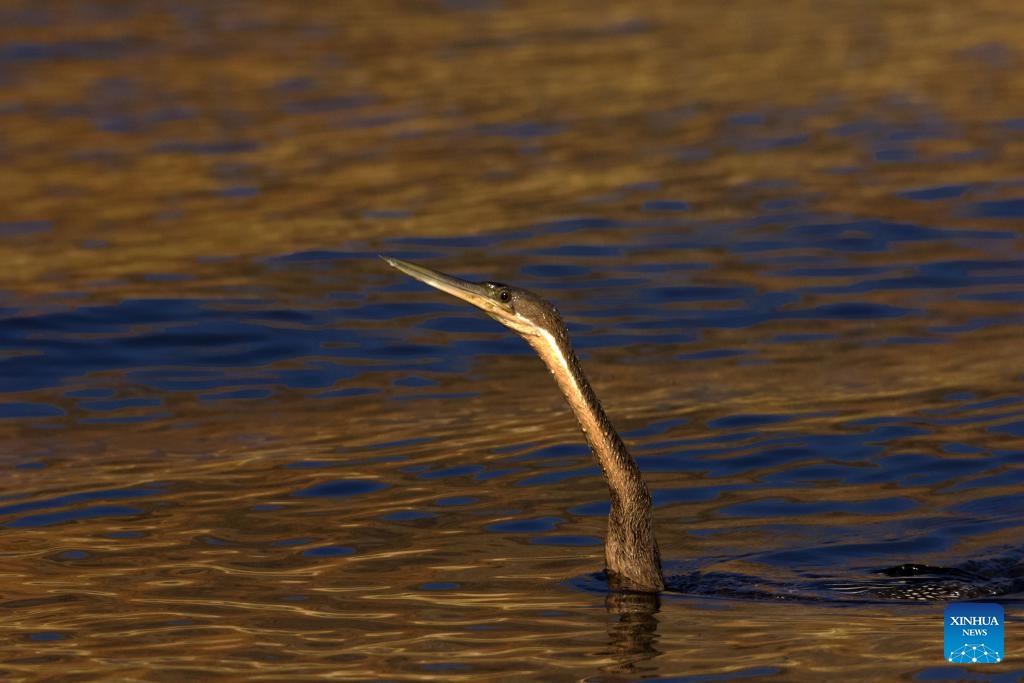 An African darter is pictured in Chobe National Park, northern Botswana, Aug. 11, 2024. (Photo: Xinhua)
