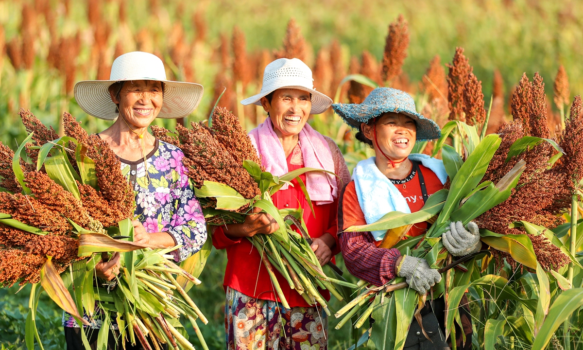 Villagers from Yuanjiaba, Guang'an in Southwest China's Sichuan Province, display their red sorghum harvest on August 22, 2024. Photo: VCG