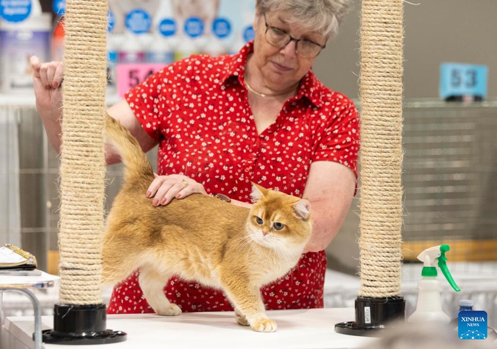 A judge checks a pet cat during the Cat Show at the 2024 Canadian National Exhibition (CNE) in Toronto, Canada, on Aug. 24, 2024. More than 100 pet cats across Canada participated in this annual event from Aug. 24 to 25. (Photo by Zou Zheng/Xinhua)