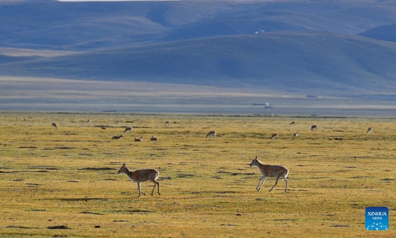 Tibetan antelopes are pictured in Serling Tso national nature reserve in Nagqu City, southwest China's Xizang Autonomous Region, Aug. 26, 2024. (Photo: Xinhua)