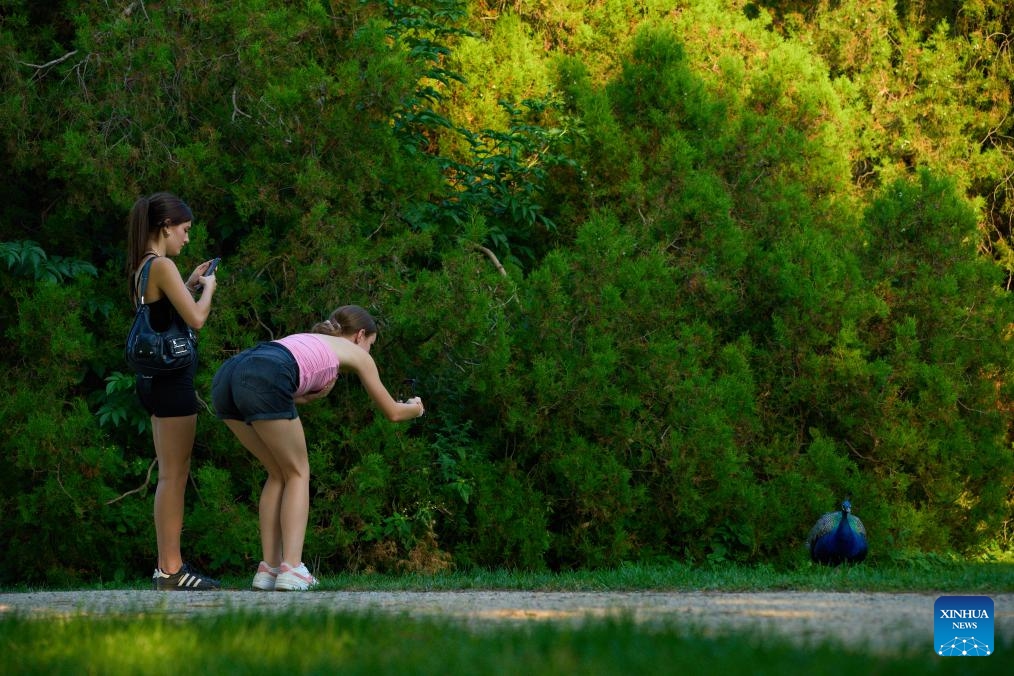 People take photos of a peacock at the Royal Lazienki Park in Warsaw, Poland, on Aug. 29, 2024. After a month of repairing some facilities damaged by a thunderstorm in late July, the park has recently reopened to the public. (Photo: Xinhua)