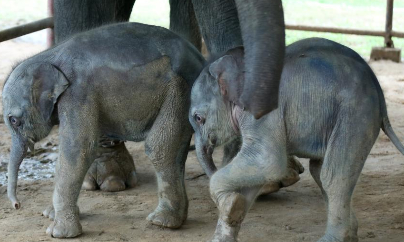 The twin baby elephants are pictured at the Wingabaw elephant camp in Bago region, Myanmar, Sept. 1, 2024. A rare occurrence of twin elephants, a male and a female, was recorded in southern Myanmar's Bago region.
On August 26, a 21-year-old elephant named Pearl Sandar gave birth to the twins at the Wingabaw elephant camp. The first calf, a female, was born, followed by a male calf about four minutes later, Myo Min Aung, a veterinarian at the camp told Xinhua on Sunday. (Xinhua/Myo Kyaw Soe)