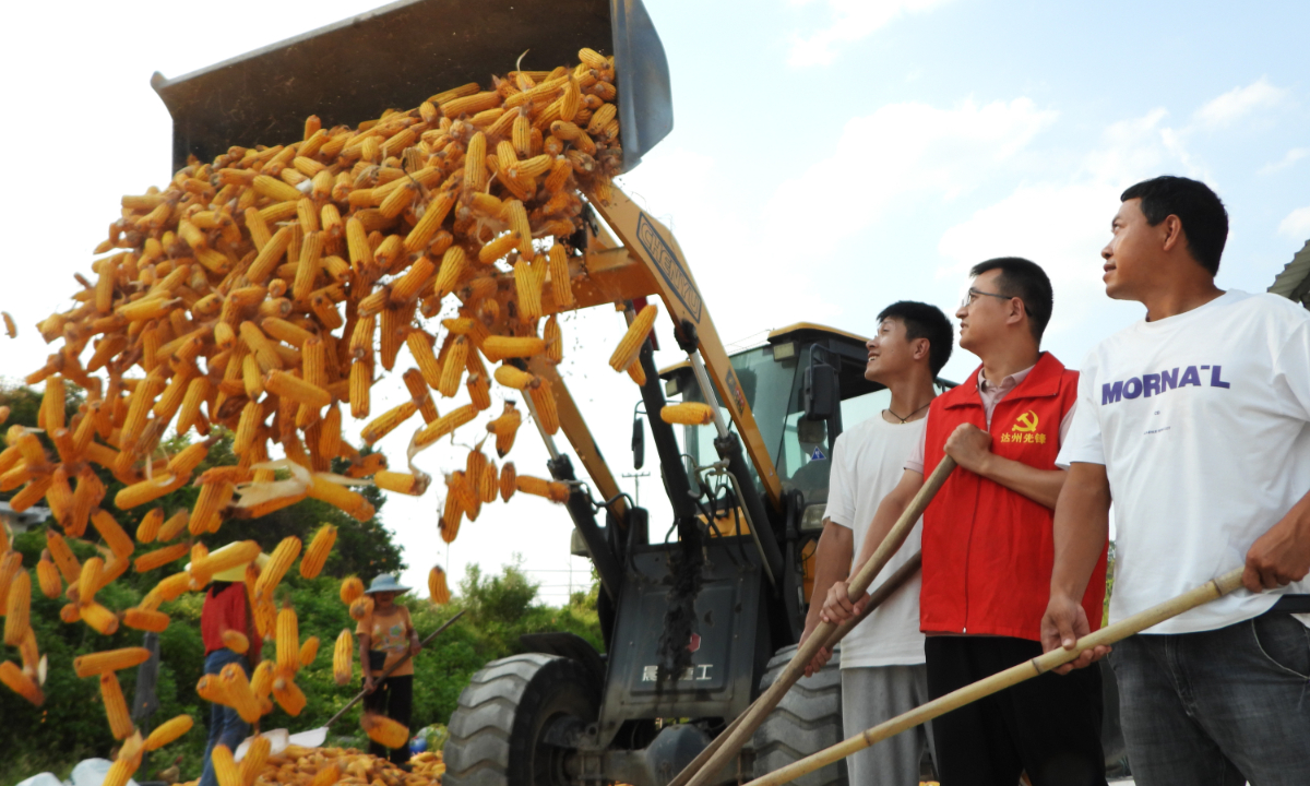 Farmers joyfully harvest a bountiful corn crop in Dazhou, Southwest China's Sichuan Province, on August 29, 2024. Photo: VCG