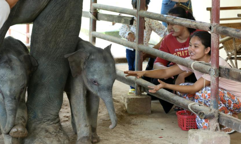 The twin baby elephants are pictured at the Wingabaw elephant camp in Bago region, Myanmar, Sept. 1, 2024. A rare occurrence of twin elephants, a male and a female, was recorded in southern Myanmar's Bago region.
On August 26, a 21-year-old elephant named Pearl Sandar gave birth to the twins at the Wingabaw elephant camp. The first calf, a female, was born, followed by a male calf about four minutes later, Myo Min Aung, a veterinarian at the camp told Xinhua on Sunday. (Xinhua/Myo Kyaw Soe)