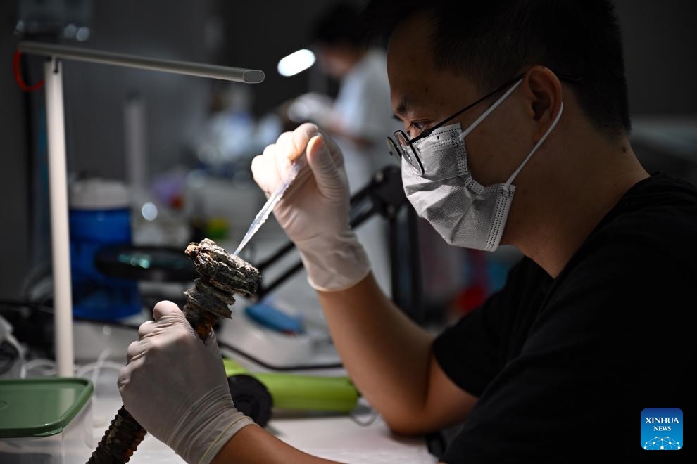 A staff member of China (Hainan) Museum of the South China Sea restores cultural relics in Qionghai City, south China's Hainan Province, Aug. 27, 2024. At China (Hainan) Museum of the South China Sea, there is a cultural relic restoration team conducting the protection work of cultural relics retrieved from two ancient shipwrecks in the South China Sea. (Photo: Xinhua)