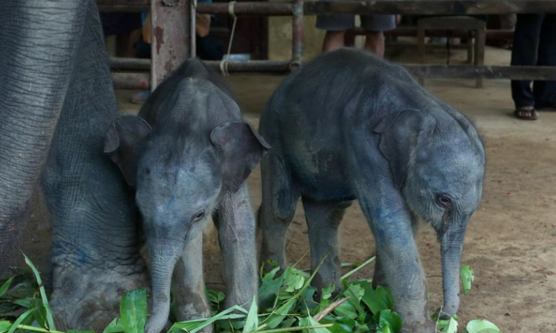 The twin baby elephants are pictured at the Wingabaw elephant camp in Bago region, Myanmar, Sept. 1, 2024. A rare occurrence of twin elephants, a male and a female, was recorded in southern Myanmar's Bago region.
On August 26, a 21-year-old elephant named Pearl Sandar gave birth to the twins at the Wingabaw elephant camp. The first calf, a female, was born, followed by a male calf about four minutes later, Myo Min Aung, a veterinarian at the camp told Xinhua on Sunday. (Xinhua/Myo Kyaw Soe)