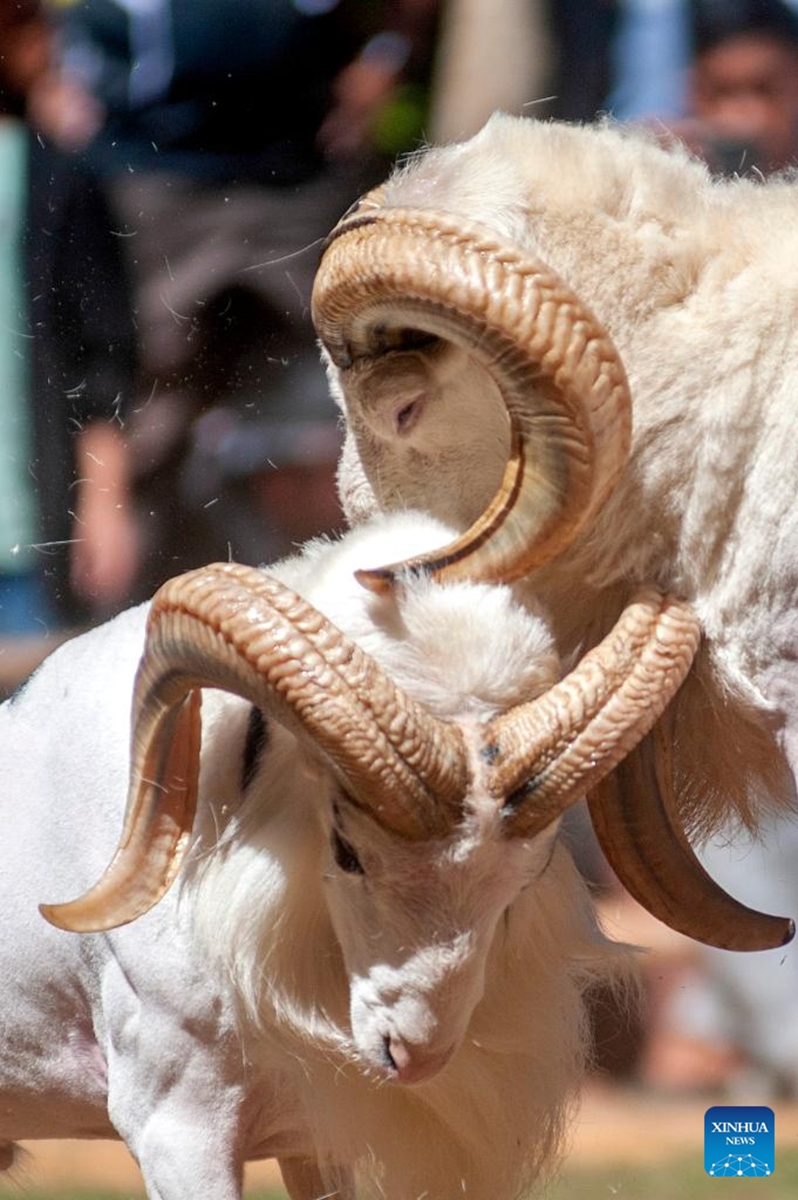 A traditional ram fighting, which is part of the Sundanese culture, is held in Bandung, West Java, Indonesia, Aug. 31, 2024. Photo: Xinhua