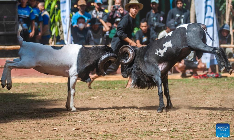 People watch a ram fighting, which is part of the Sundanese culture, in Bandung, West Java, Indonesia, Aug. 31, 2024. Photo: Xinhua