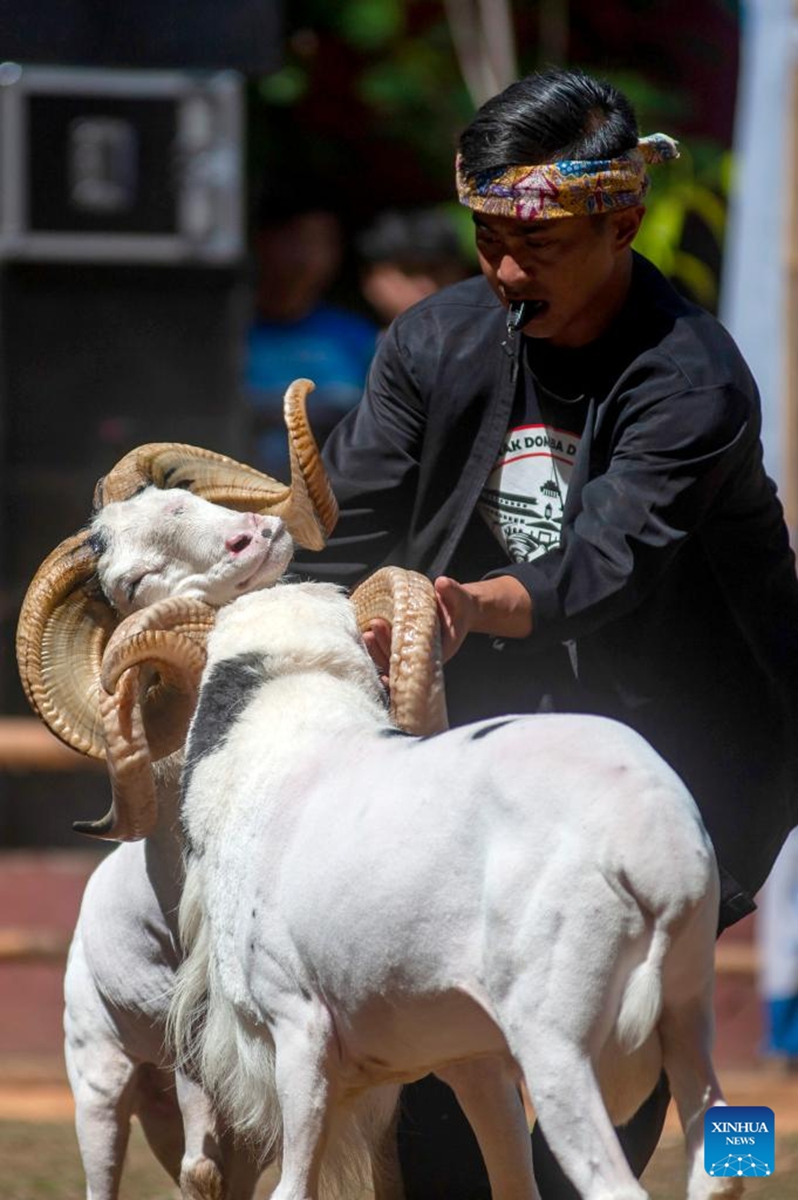 A jury separates rams during a traditional ram fighting, which is part of the Sundanese culture, in Bandung, West Java, Indonesia, Aug. 31, 2024. Photo: Xinhua