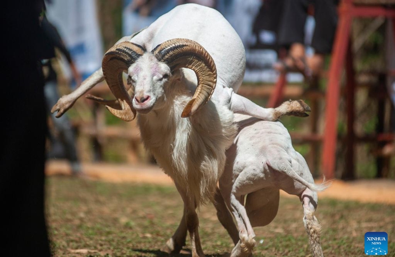 A traditional ram fighting, which is part of the Sundanese culture, is held in Bandung, West Java, Indonesia, Aug. 31, 2024. Photo: Xinhua