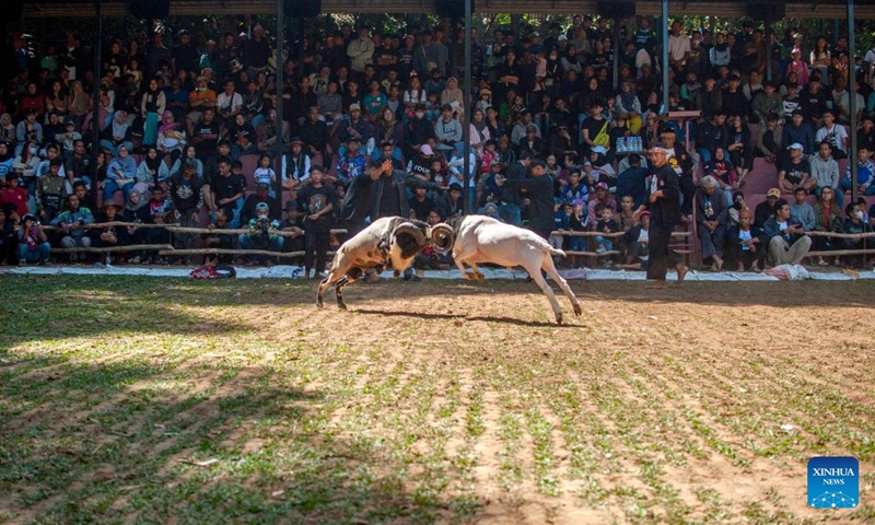 People watch a ram fighting, which is part of the Sundanese culture, in Bandung, West Java, Indonesia, Aug. 31, 2024. Photo: Xinhua