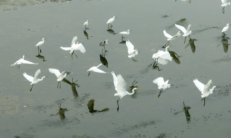 A flock of migratory birds roosting and foraging in Yuyao, East China’s Zhejiang Province, on October 30, 2024 Photo: VCG