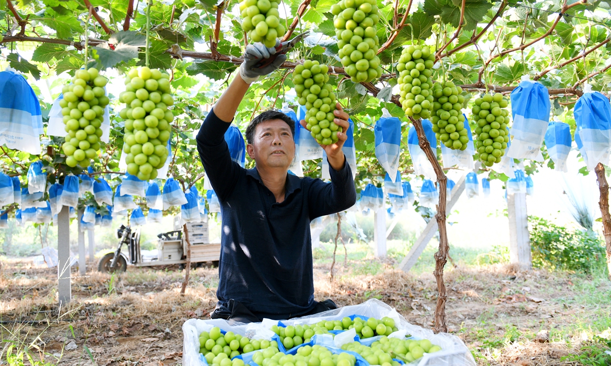 A farmer picks grapes at a planting base in Yuncheng, North China's Shanxi Province on September 13, 2024. Farmers are ramping up efforts to send fresh grapes to the market to meet surging demand during the upcoming Mid-Autumn Festival holidays. Photo: VCG