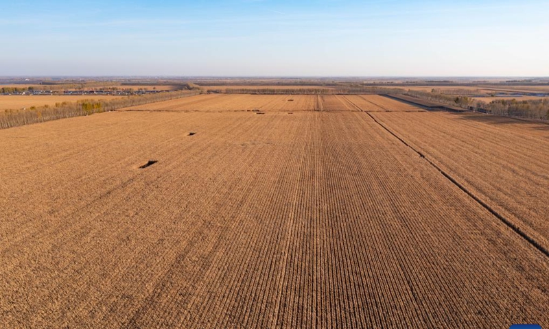 An aerial drone photo taken on Oct. 11, 2024 shows corn fields in Dongsheng Village, Zhaodong City of northeast China's Heilongjiang Province. (Photo: Xinhua)