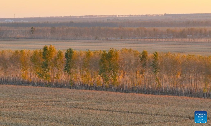 A drone photo taken on Oct. 11, 2024 shows fields and trees in Dongsheng Village, Zhaodong City of northeast China's Heilongjiang Province. (Photo: Xinhua)