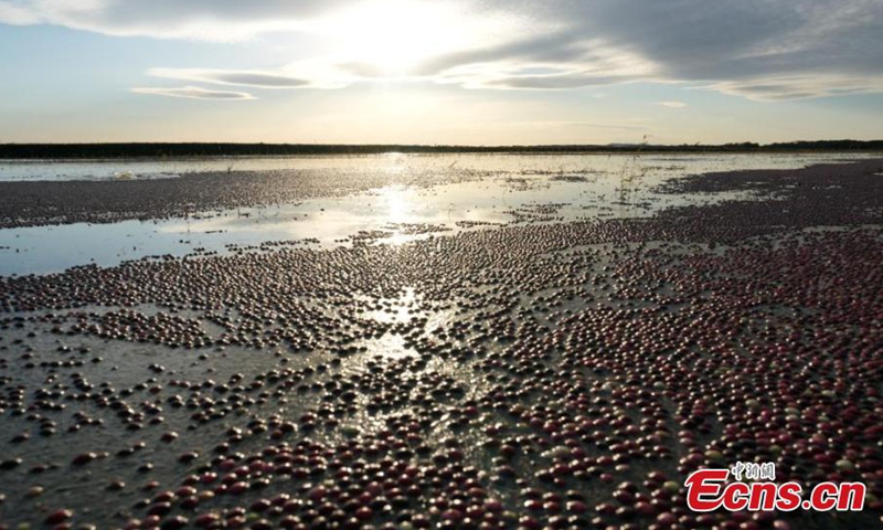 Aerial view of a cranberry field in Fuyuan, northeast China's Heilongjiang Province, Oct. 11, 2024. (Photo: China News Service)