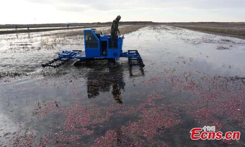 A harvester work at a cranberry field in Fuyuan, northeast China's Heilongjiang Province, Oct. 11, 2024. (Photo: China News Service)