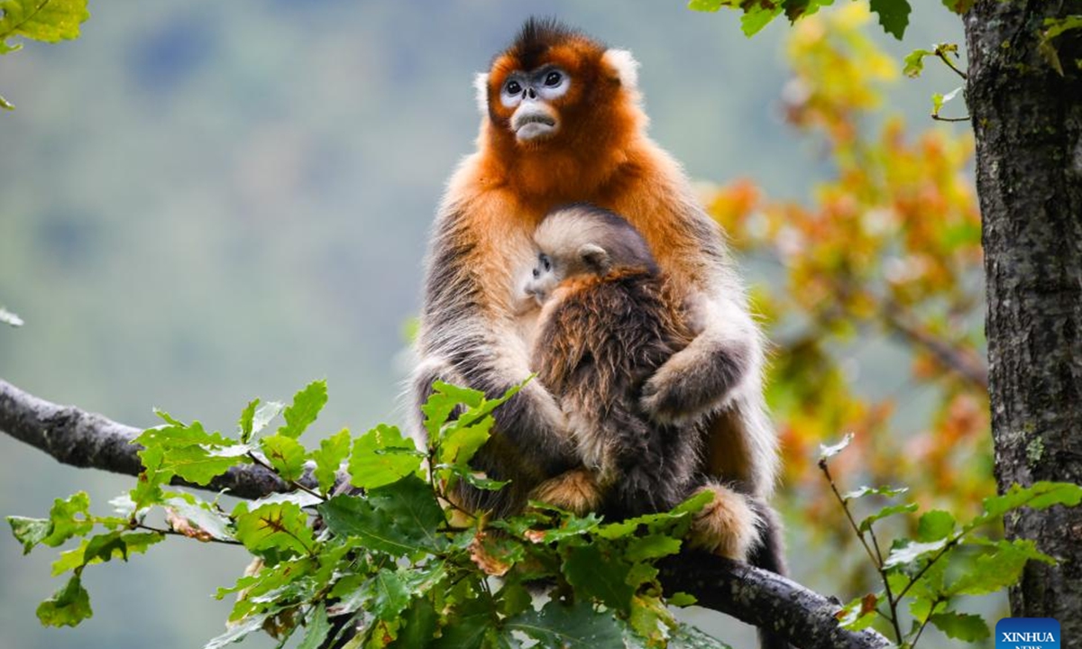 Sichuan golden snub-nosed monkeys are pictured at Baihe National Nature Reserve in Jiuzhaigou County, southwest China's Sichuan Province, Oct. 11, 2024. Located in Jiuzhaigou County of Aba Tibetan and Qiang Autonomous Prefecture in southwest China's Sichuan Province, Baihe National Nature Reserve is home to about 1,700 Sichuan golden snub-nosed monkeys. Thanks to the continuous efforts in the protection of the monkeys' habitat, the ecological environment in this region has continued to improve in recent years. (Photo: Xinhua)