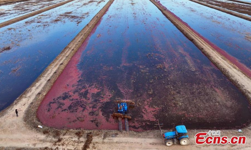 A harvester work at a cranberry field in Fuyuan, northeast China's Heilongjiang Province, Oct. 11, 2024. (Photo: China News Service)