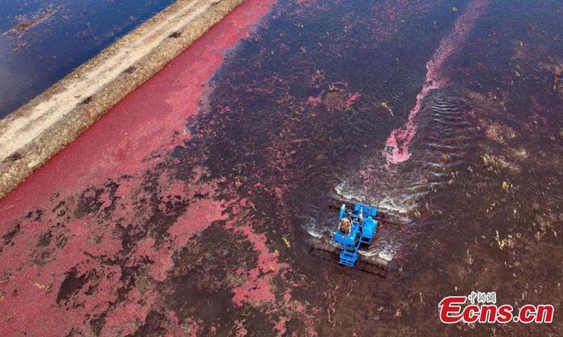 A harvester work at a cranberry field in Fuyuan, northeast China's Heilongjiang Province, Oct. 11, 2024. (Photo: China News Service)
Covering a planting area of 280 hectares, Fuyuan boasts the largest cranberry planting base in Asia.