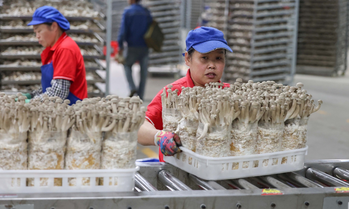 Workers sort edible mushrooms at a factory in Yuping Dong Autonomous county, Southwest China's Guizhou Province on October 16, 2024. The county has established a smart workshop for cultivating mushrooms, with a daily output of 180,000 kilograms while bringing jobs and higher incomes for more than 2,000 local people. Photo: VCG