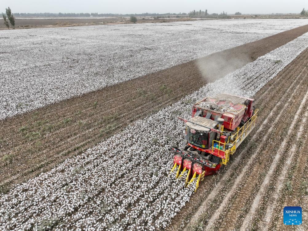 A drone photo shows a cotton picker operating in a field in Awat County of Aksu, northwest China's Xinjiang Uygur Autonomous Region, Oct. 24, 2024. The harvest season of cotton has started in Awat. Thanks to efforts in construction of high-standard farmland, the entire cotton planting process, which ranges from sowing to harvesting, has been fully mechanized in the county. (Photo: Xinhua)