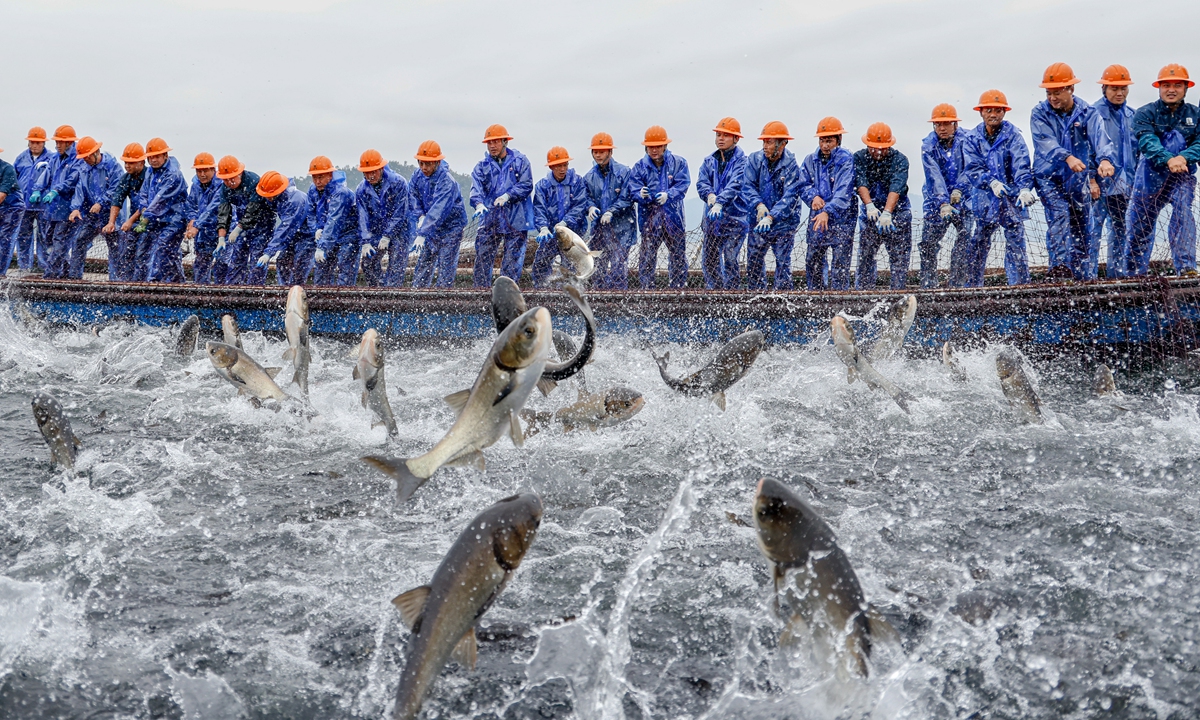 Fishermen work together to catch fish using a huge fishnet on the Xiaojinshan waters of Qiandao Lake in Chun'an County, East China's Zhejiang Province, October 31, 2024. The first harvest of fish came to more than 15,000 kilograms. Photo: VCG