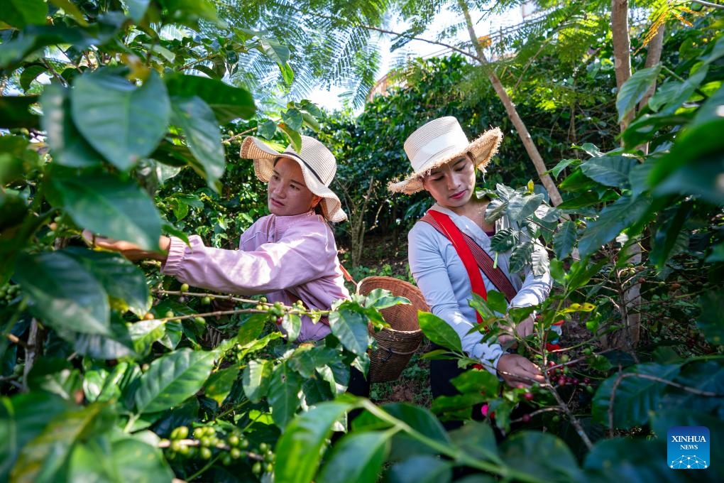 Farmers pick fresh coffee fruit at the Qiao'an coffee plantation in the Dai-Lahu-Va Autonomous County of Menglian, Pu'er City of southwest China's Yunnan Province, Oct. 30, 2024. Pu'er City is the largest coffee-producing area in China. Through the layout of the whole industrial chain, coffee plantations play a significant role and inject new vitality into the high-quality development of local coffee industry. (Photo: Xinhua)