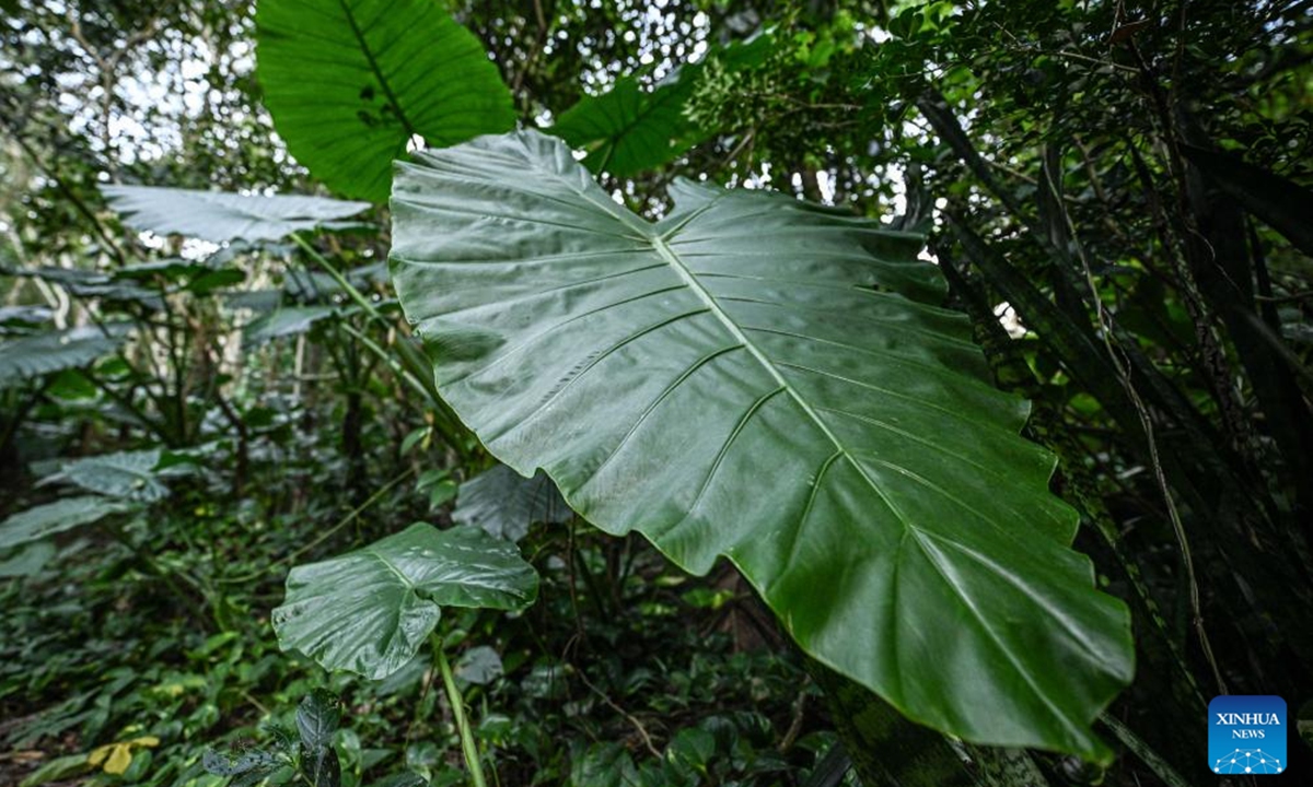 This photo taken on Nov. 1, 2024 shows plants growing on a trees at the Yanoda Rain Forest Cultural Tourism Zone in Baoting Li and Miao Autonomous County, south China's Hainan Province. Located at 18 degrees north latitude, the Yanoda scenic area features over 1,400 species of trees and more than 80 varieties of tropical flowers. Many tropical spectacles make Yanoda a rain forest museum and attract numerous tourists to explore. (Photo: Xinhua)