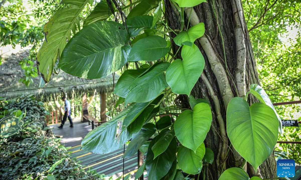 This photo taken on Nov. 1, 2024 shows vines climbing on a tree at the Yanoda Rain Forest Cultural Tourism Zone in Baoting Li and Miao Autonomous County, south China's Hainan Province. Located at 18 degrees north latitude, the Yanoda scenic area features over 1,400 species of trees and more than 80 varieties of tropical flowers. Many tropical spectacles make Yanoda a rain forest museum and attract numerous tourists to explore. (Photo: Xinhua)
