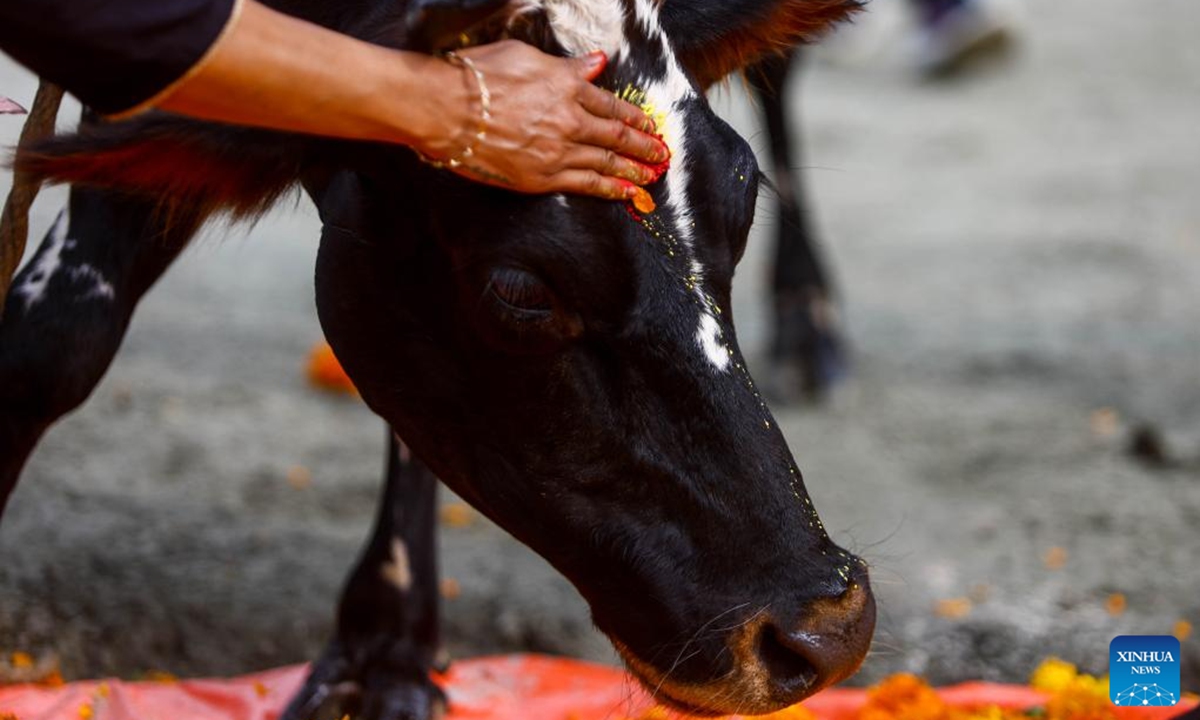 A cow is worshiped during Tihar, also known as the festival of lights, in Lalitpur, Nepal, Nov. 2, 2024. (Photo: Xinhua)