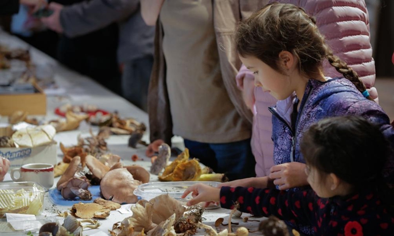 Children view mushrooms at the annual mushroom show in Richmond, British Columbia, Canada, Nov. 10, 2024.

The one-day event displayed over 300 varieties of wild mushrooms. (Photo by Liang Sen/Xinhua)