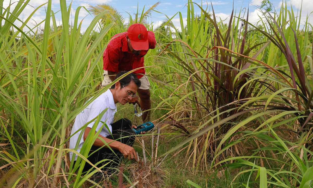 Lin Xingsheng (left), team leader of the China-Fiji Juncao Technology Demonstration Center, tests salinity levels before the treatment of saline-alkali soil by planting Juncao in Nadi, Fiji, on October 12, 2024. Photo: Bai Yuanqi