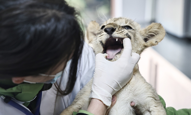 Before the arrival of winter, a veterinarian at the Nantong Forest Safari Park in Nantong, East China's Jiangsu Province, checks the teeth of an African lion cub on November 7, 2024. Photo: VCG