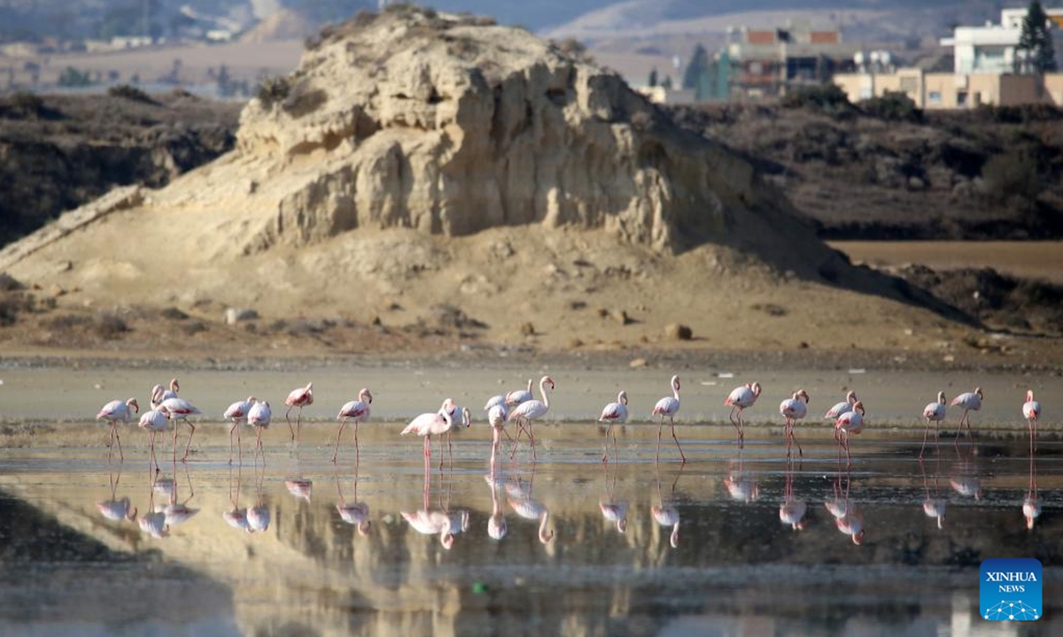 Flamingos are seen in Larnaca Salt Lake, Cyprus, on Nov. 14, 2024.  (Photo: Xinhua)