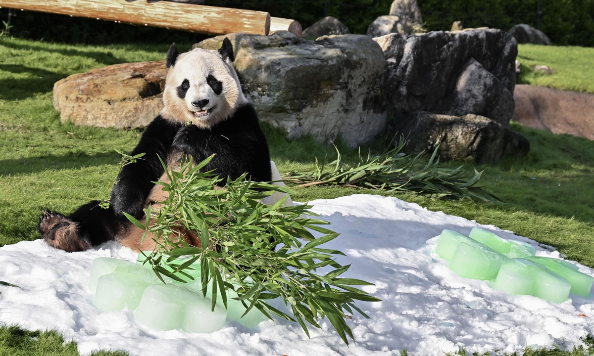 Giant panda Fuhin is given ice blocks as a gift for her fourth birthday at the Adventure World zoo and amusement park in Shirahama in the western Japan prefecture of Wakayama on November 22, 2024. Photo: VCG