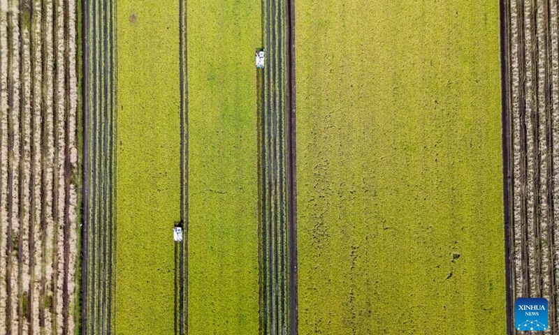 An aerial drone photo taken on Nov. 24, 2024 shows harvesters working in a paddy rice field in Sekinchan, Selangor State, Malaysia. (Photo by Chong Voon Chung/Xinhua)